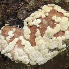 Attēlu rezultāti vaicājumam “Podostroma leucopus”