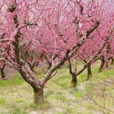 Attēlu rezultāti vaicājumam “Prunus domestica subsp. insitita”