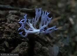 Attēlu rezultāti vaicājumam “Ramariopsis pulchella”