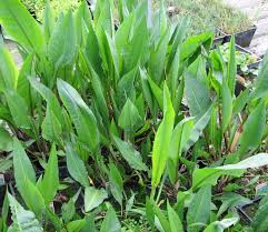 Attēlu rezultāti vaicājumam “Rumex hydrolapathum fruit”