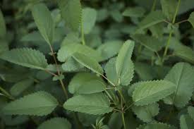 Attēlu rezultāti vaicājumam “Sanguisorba officinalis leaf”