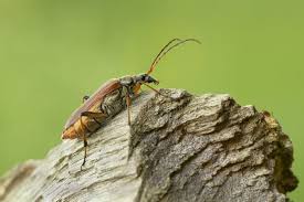 Attēlu rezultāti vaicājumam “Stenocorus meridianus”