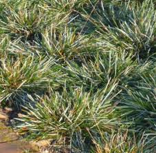 Attēlu rezultāti vaicājumam “Sesleria caerulea bud”