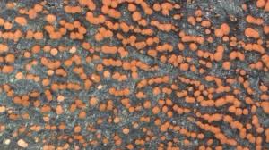 Attēlu rezultāti vaicājumam “Nectria cinnabarina”