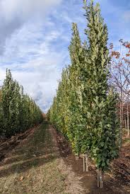 Attēlu rezultāti vaicājumam “Quercus robur”