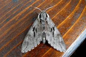 Attēlu rezultāti vaicājumam “Charissa ambiguata”