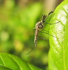 Attēlu rezultāti vaicājumam “Griselda ustomaculana”