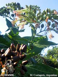 Attēlu rezultāti vaicājumam “Nicotiana tabacum fruit”