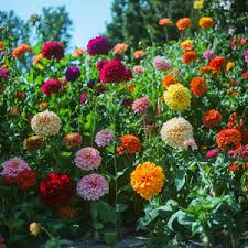 Image result for Dahlia x pinnata `Decorative Giants`
