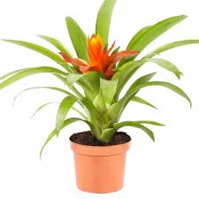 Картинки по запросу гусмания