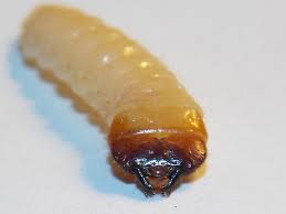 Attēlu rezultāti vaicājumam “Rhagium inquisitor”