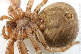 Attēlu rezultāti vaicājumam “Xysticus cristatus”