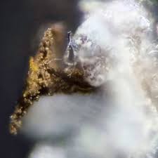 Attēlu rezultāti vaicājumam “Physarum rubiginosum plasmodium”