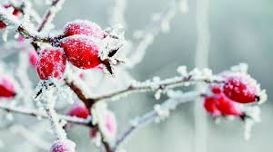 Image result for schnee