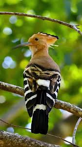 Attēlu rezultāti vaicājumam “Upupa epops adult”