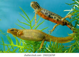 Attēlu rezultāti vaicājumam “Triturus vulgaris female”