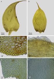 Attēlu rezultāti vaicājumam “Homomallium incurvatum sporophyte”