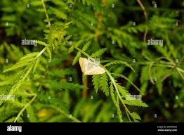 Attēlu rezultāti vaicājumam “Sitochroa verticalis”