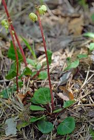 Attēlu rezultāti vaicājumam “Pyrola chlorantha”