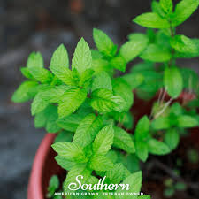 Attēlu rezultāti vaicājumam “Mentha spicata”