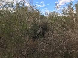 Attēlu rezultāti vaicājumam “Diderma rufostriatum young”