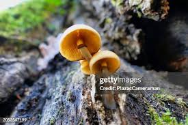 Attēlu rezultāti vaicājumam “Galerina marginata”