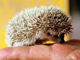 Image result for символ англии