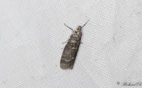 Attēlu rezultāti vaicājumam “Ortholepis betulae”