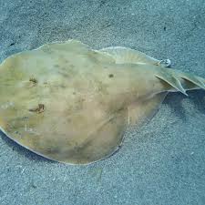 Image result for Tetronarce nobiliana