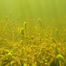 Attēlu rezultāti vaicājumam “Nitella flexilis”