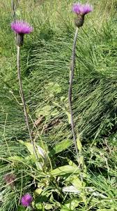 Attēlu rezultāti vaicājumam “Cirsium heterophyllum”