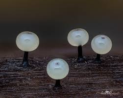 Attēlu rezultāti vaicājumam “Enerthenema papillatum stalked”