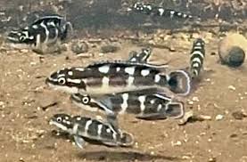 Attēlu rezultāti vaicājumam “Badhamia dubia sessile”