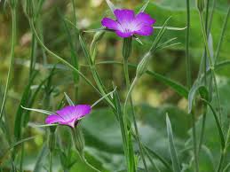 Attēlu rezultāti vaicājumam “Lycogala sphaeroconicum young”