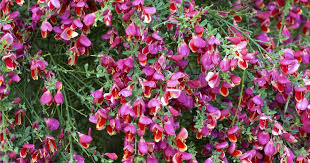 Image result for Cytisus scoparius
