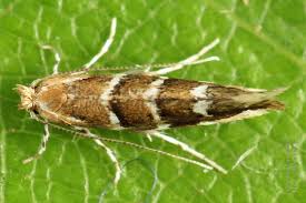 Attēlu rezultāti vaicājumam “Cameraria ohridella”