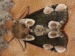 Attēlu rezultāti vaicājumam “Thyatira batis imago”