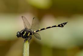 Attēlu rezultāti vaicājumam “Gomphidae”