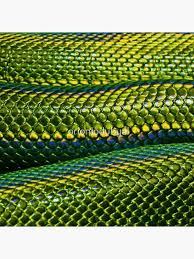 Image result for reptile scales