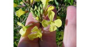 Attēlu rezultāti vaicājumam “Raphanus raphanistrum”