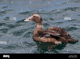 Attēlu rezultāti vaicājumam “Somateria mollissima male”