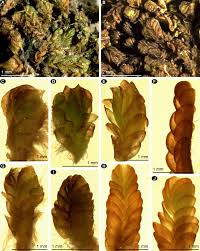Attēlu rezultāti vaicājumam “Trilophozia quinquedentata”