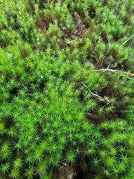 Attēlu rezultāti vaicājumam “Polytrichum formosum”