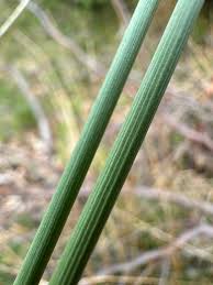 Attēlu rezultāti vaicājumam “Juncus conglomeratus”