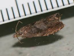 Attēlu rezultāti vaicājumam “Dichrorampha simpliciana”