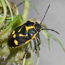 Attēlu rezultāti vaicājumam “Eurydema oleracea”