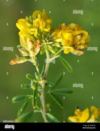 Attēlu rezultāti vaicājumam “Medicago sativa subsp. falcata flower”