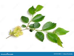 Attēlu rezultāti vaicājumam “Ulmus glabra leaf”