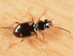 Attēlu rezultāti vaicājumam “Bembidion quadrimaculatum”