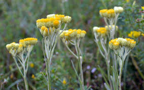 Attēlu rezultāti vaicājumam “Helichrysum arenarium flower”